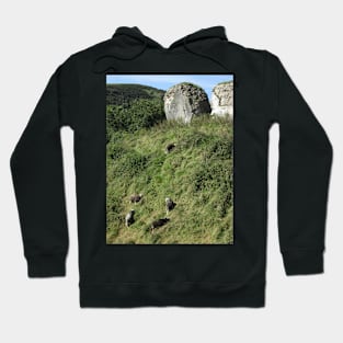 Herdwick Sheep, Corfe Castle, Dorset, England Hoodie